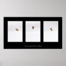 Suche nach alle ohren poster Fuchs