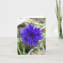 Suche nach cornflower karten Blau