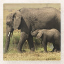 Suche nach afrikanischer elefant untersetzer Kalb