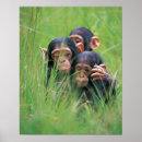 Suche nach schimpansen poster Natur