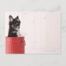 Suche nach kleiner chihuahua postkarten Horizontal