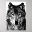 Suche nach graue wölfe poster Grauwölfe