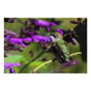 Suche nach grüner kolibri poster Fotografie