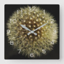 Recherche de semi horloges Dandelion