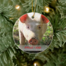 Suche nach niedliches schwein ornamente Foto