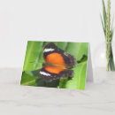 Suche nach orange schwarzer schmetterling karten Insekt