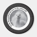 Recherche de black swan Oiseau