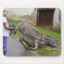 Suche nach lustiger esel mousepads Maultier