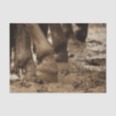 Recherche de cheval brun Western