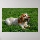 Recherche de cocker anglais posters Chiens