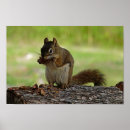 Suche nach eichhörnchen poster Foto