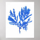 Recherche de algues bleues posters Vie marine