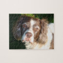 Recherche de beau chien puzzles Animaux