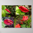 Suche nach big island poster Groß