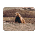 Recherche de arctique magnets Faune