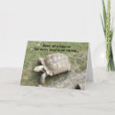 Suche nach lustige schildkröte karten Schildkröten