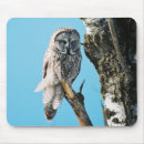 Suche nach graue eule mousepads Vogel