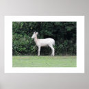 Recherche de albinos art Blanc