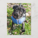 Suche nach schwarzer mops postkarten Niedlich