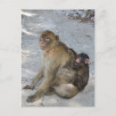 Recherche de macaques cartes postales Animaux