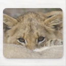 Recherche de lion sauvage tapis souris Safari