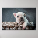 Recherche de french bulldog posters Animal