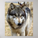 Recherche de portrait loup posters Nature