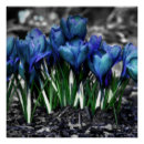 Recherche de crocus posters Floral