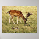 Recherche de daim posters Cerf
