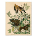 Suche nach john james audubon poster Vogel