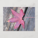 Recherche de delicate photographie Feuille