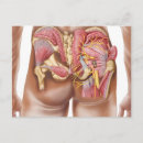 Recherche de système musculaire cartes postales Gracilis