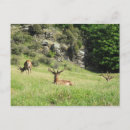 Suche nach rotwild postkarten Jagd