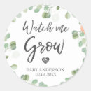 Recherche de plantes assiettes Succulent