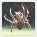 Recherche de orbital autocollants Arachnide