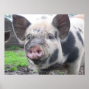 Recherche de animaux de ferme posters Cochon