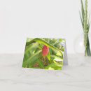 Recherche de fleur gingembre cartes postales Vert