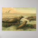 Suche nach robbe poster Strand