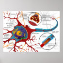 Suche nach nerves poster Diagramm