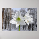 Suche nach amaryllis poster Natur