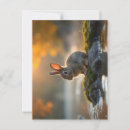 Recherche de bébé lapin cartes postales Nature