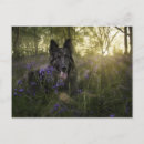 Recherche de chien de berger cartes postales Alsacien
