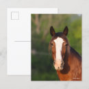 Suche nach clydesdales postkarten Bob langrish