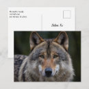 Suche nach wilder hund postkarten Wölfe