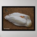 Recherche de pélican blanc posters Faune