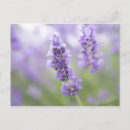 Suche nach lavendel postkarten Horizontal
