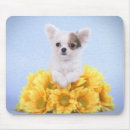 Suche nach lustige welpen mousepads Chihuahua