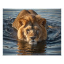 Recherche de photo de lion Crane
