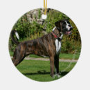 Recherche de position photographie Chien