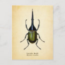 Suche nach käfer postkarten Insekt